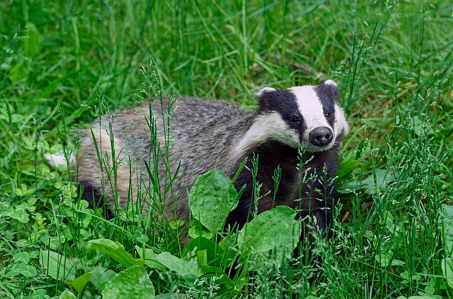 Badger