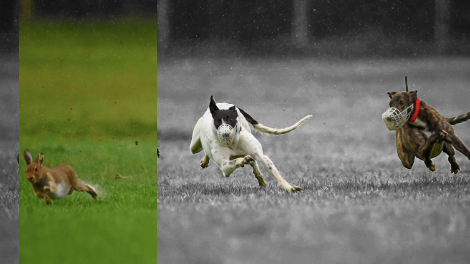 Hare running from greyhounds