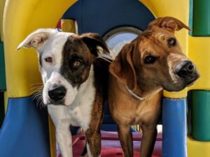 Two Dogs at Doggie Day Care