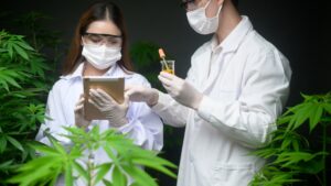 Concept of cannabis plantation for medical